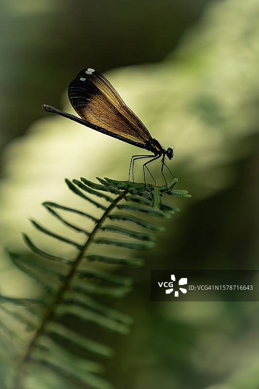 树叶上的豆娘特写，美国佐治亚州球场图片素材