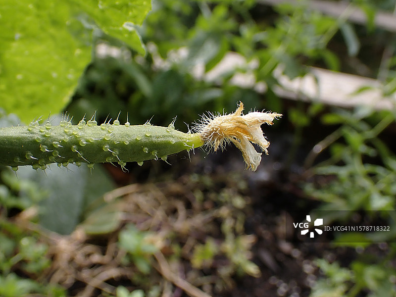 毛毛虫在植物上的特写图片素材