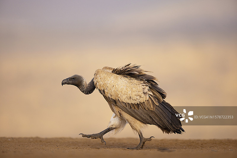 老鹰飞过田野的特写图片素材