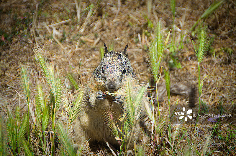 加州伯克利，田野上的地松鼠特写图片素材