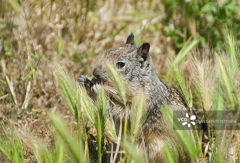 美国加州伯克利北极地松鼠地面特写图片素材