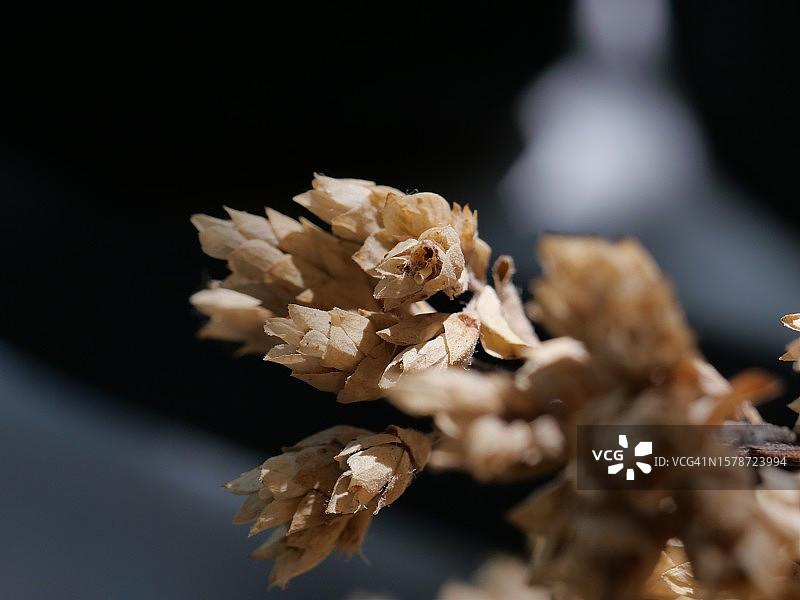 枯萎花的特写图片素材
