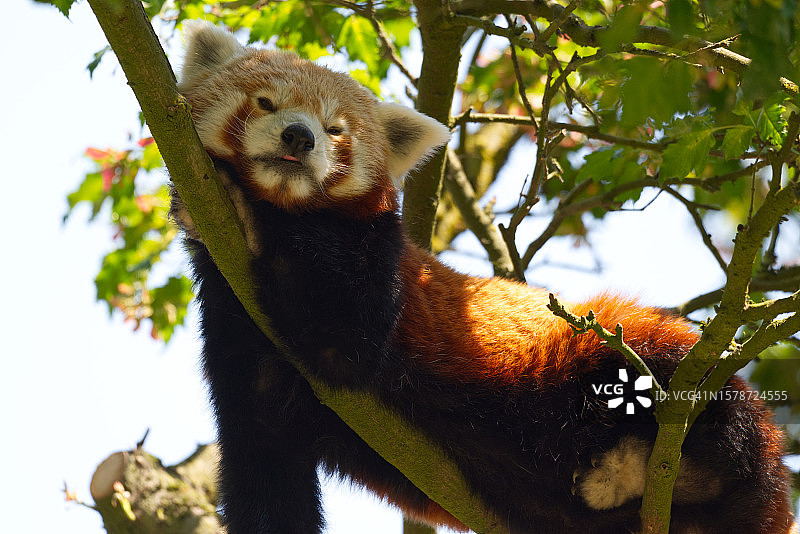 仰视树上的考拉图片素材