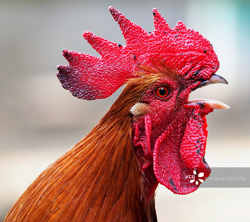 公鸡特写图片素材