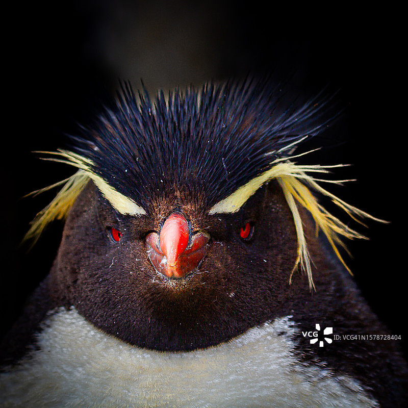 企鹅特写，福克兰群岛图片素材
