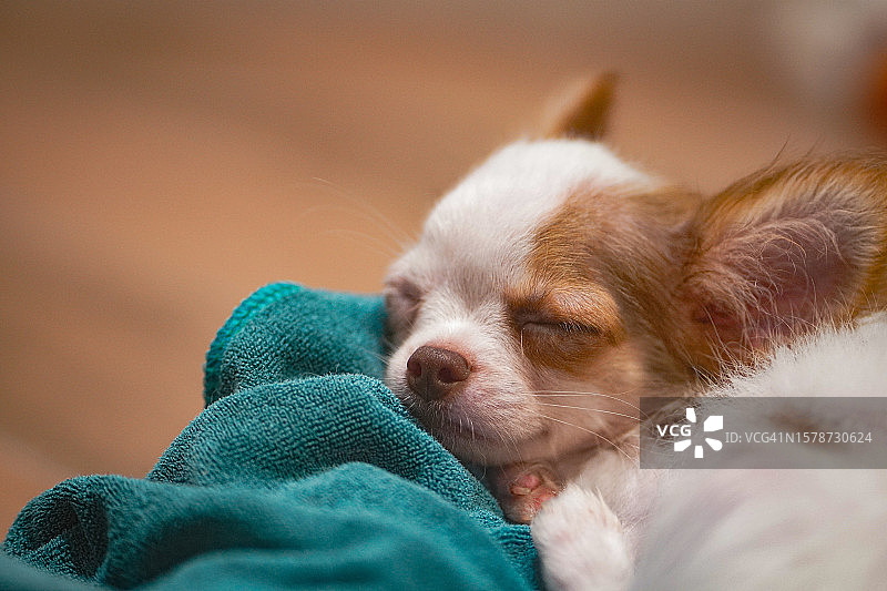 熟睡的小狗特写图片素材