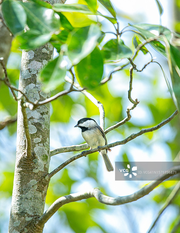 美国教堂山：鸣禽山雀栖息树枝的仰视图片素材