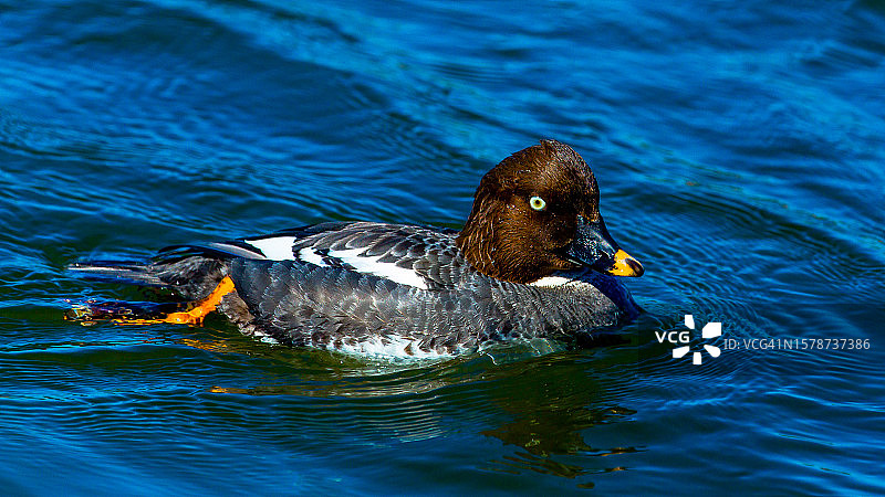 加拿大湖中游泳的海鸭特写图片素材