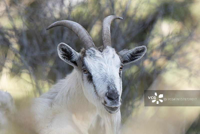 家山羊特写肖像图片素材