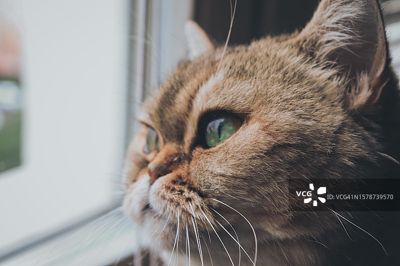 俄罗斯，猫咪看向别处特写图片素材