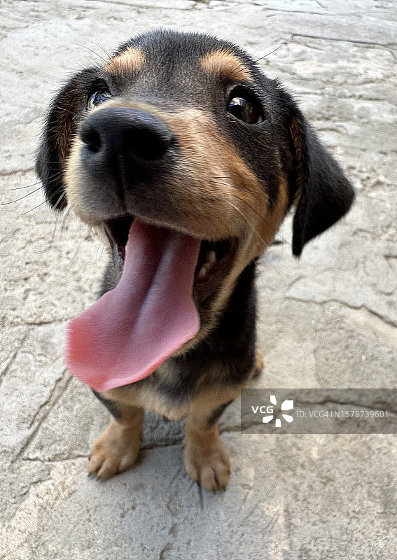 吐舌头的狗特写，保加利亚图片素材