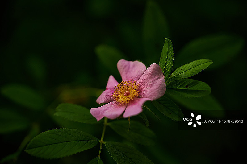 粉红色开花植物特写，美国宾夕法尼亚州朗霍恩图片素材