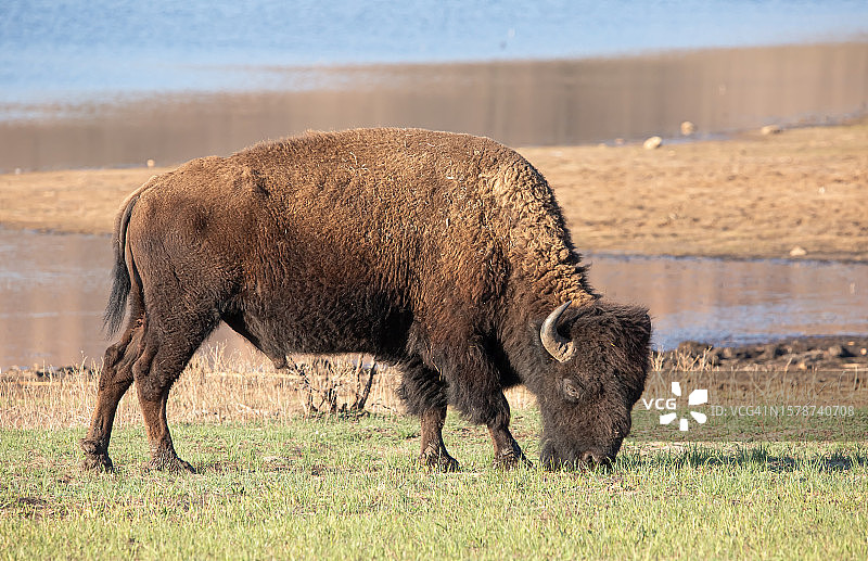 棕熊走在田野上的侧视图，美国俄克拉荷马州劳顿图片素材