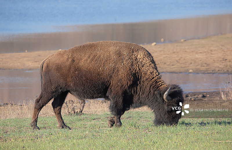 棕熊走在田野上的侧视图，美国俄克拉荷马州劳顿图片素材