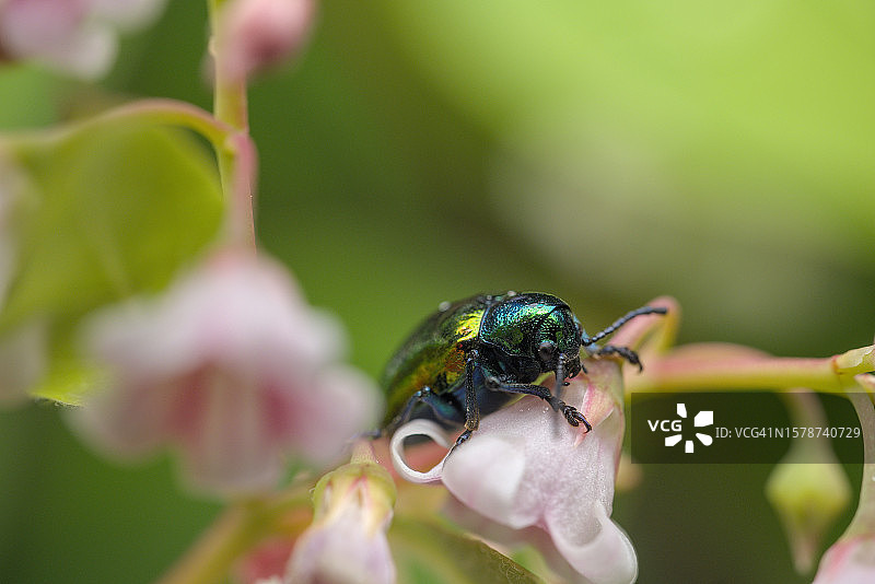 昆虫在花上的特写图片素材