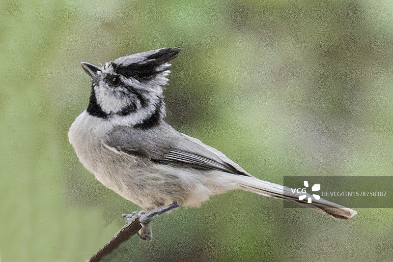 戴胜雀栖息图片素材