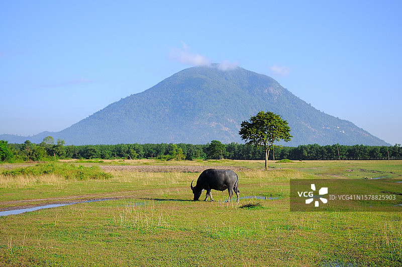 在越南，牛站在田野上对着山和天空喝水的侧面照图片素材