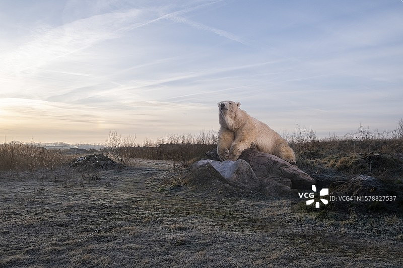 仰视角度下坐在岩石上望向远方的北极熊图片素材