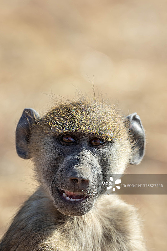 看着镜头的微笑狒狒特写，博茨瓦纳图片素材