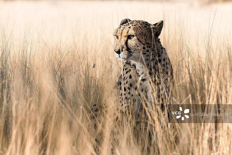 站在田野上向远处眺望的非洲猎豹特写，塞伦盖蒂，坦桑尼亚图片素材