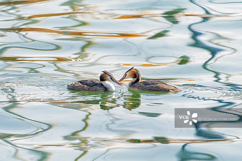 两隻䴙䴘在瑞士琉森湖中游泳图片素材