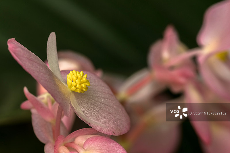澳大利亚维多利亚州巴拉瑞特粉色植物特写图片素材