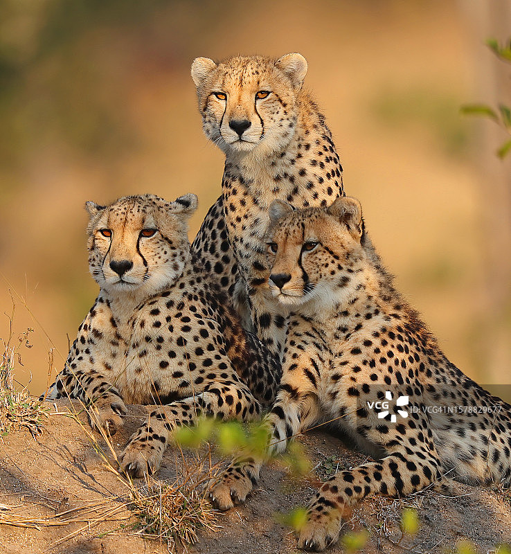 在南非Londolozi禁猎区拍摄的非洲猎豹家庭合影图片素材