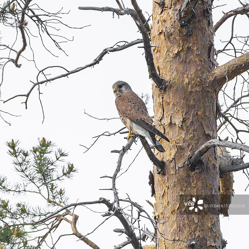 栖息在树上的猛禽鹰图片素材