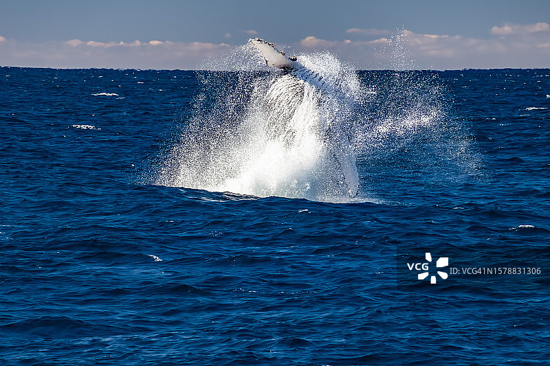 澳大利亚码头鲸鱼特写图片素材