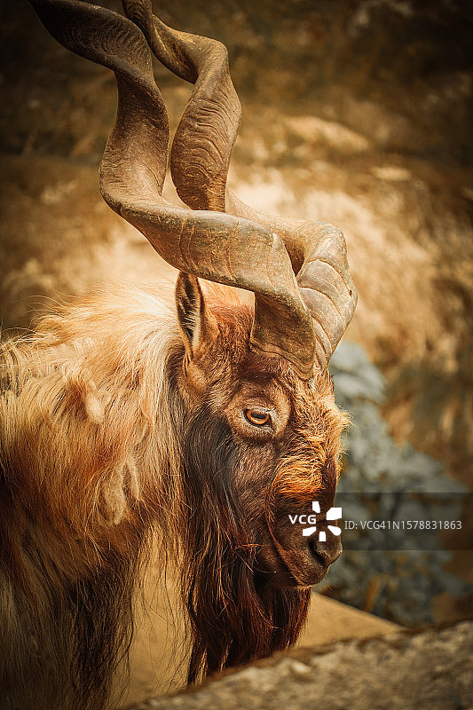 角山羊站在陆地上的特写，大吉岭，西孟加拉邦，印度图片素材