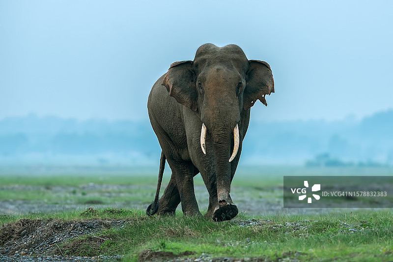 印度草原行走的大象图片素材