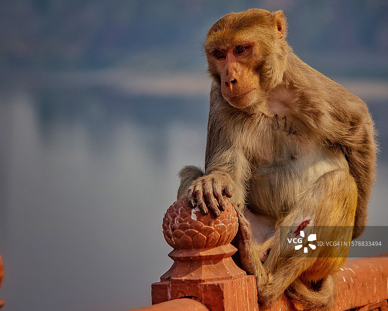 受伤的猴子坐在栏杆上，印度北方邦阿格拉图片素材
