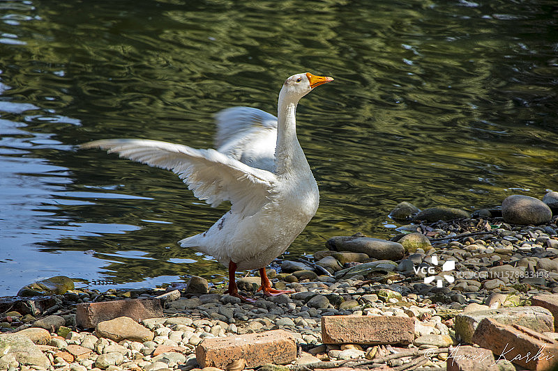 雪雁在湖边展开翅膀侧视，尼泊尔帕坦图片素材