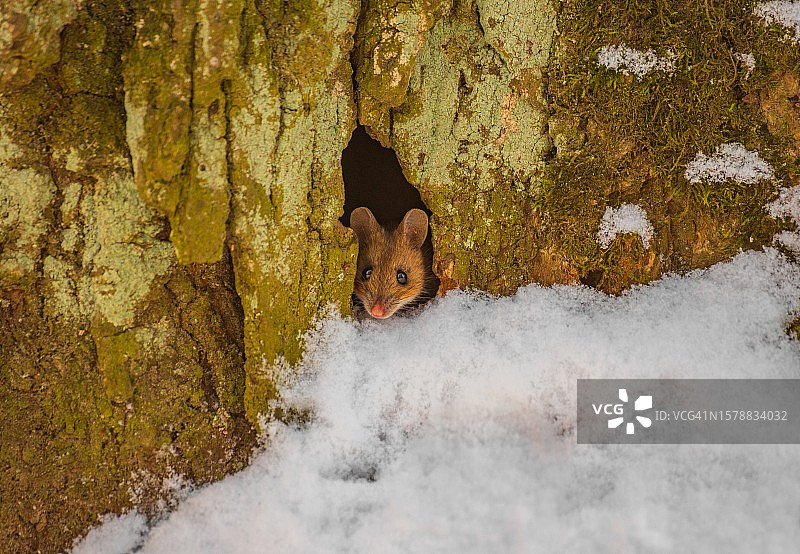 俄罗斯老鼠从树干里探出头的俯视图图片素材