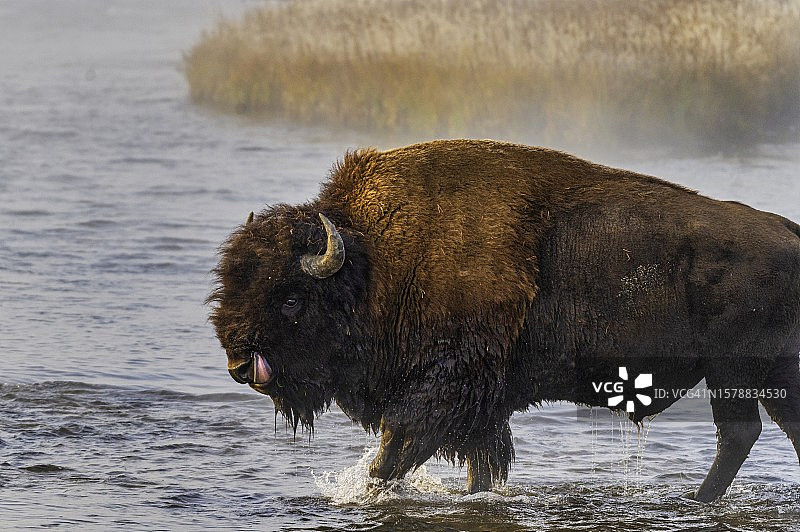 在美国河流中行走的野牛图片素材