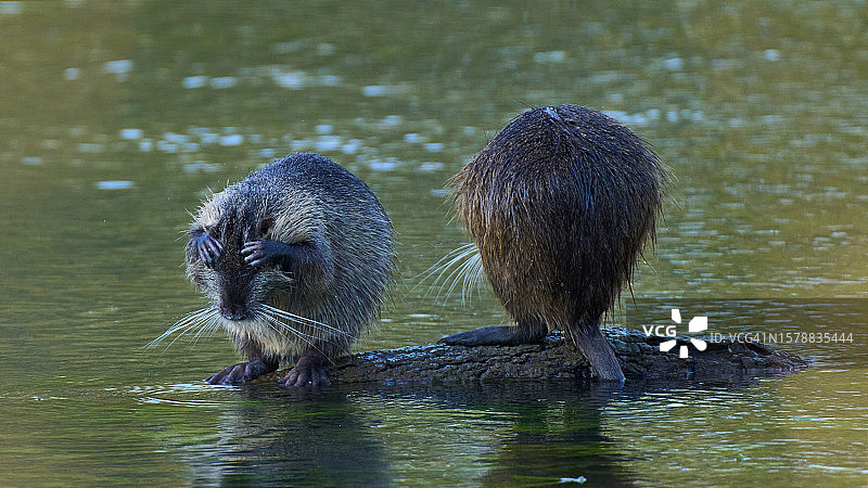 法国枫丹白露湖中闭着眼睛的两只野生海狸图片素材
