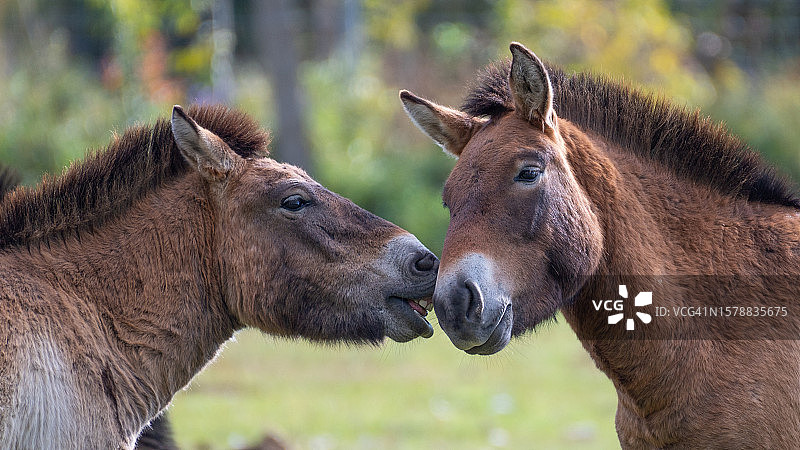 两匹普氏野马头对头嬉戏，法国托朗图片素材