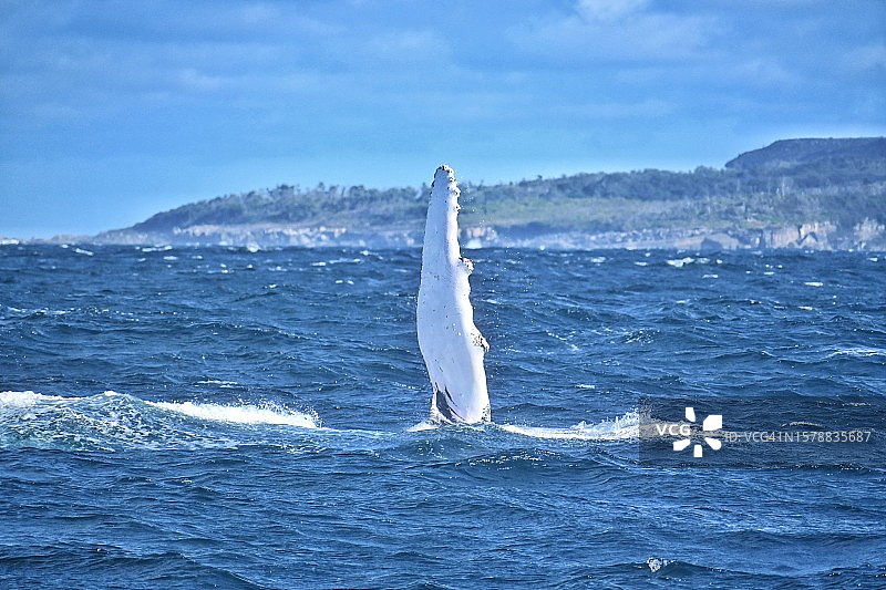 鲸鱼跃出海面的景色，澳大利亚新南威尔士州悉尼图片素材