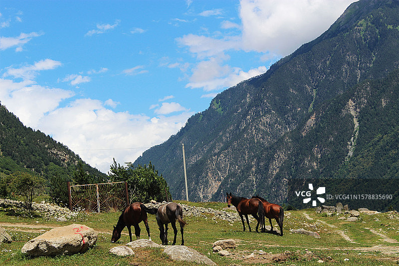 在多云蓝天下，一群马在山间草地上吃草图片素材