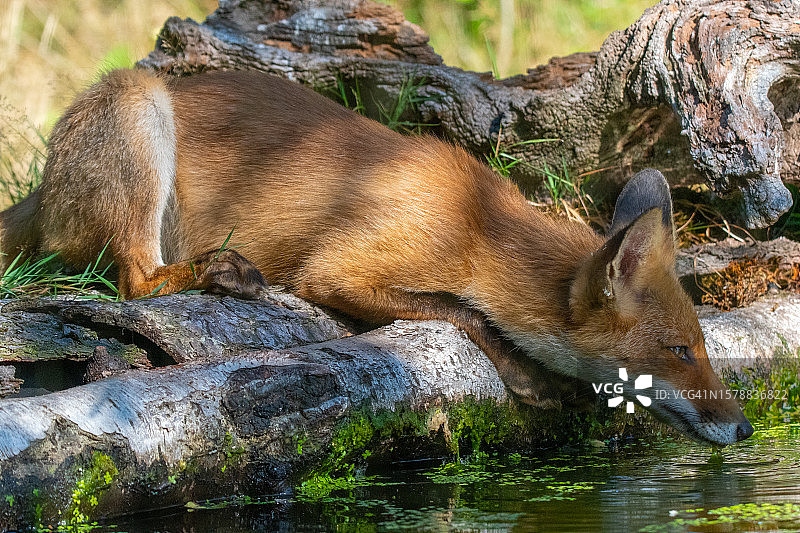 荷兰乌德尔的饮水狐狸图片素材