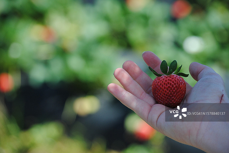 手部特写：握着草莓，美国佛罗里达州图片素材