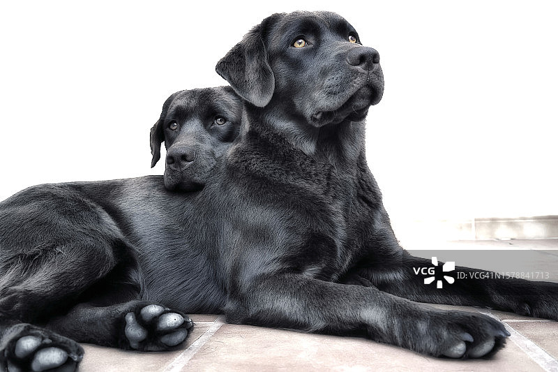 低角度拍摄：西班牙白色背景下坐在地板上的狗图片素材