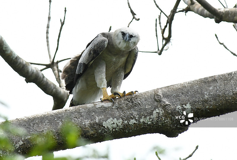低角度看栖息在树枝上的角雕图片素材