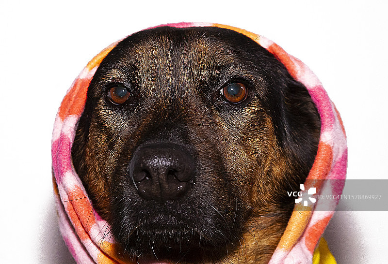 白色背景下的狗的特写肖像图片素材