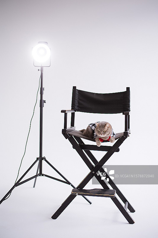 工作室的椅子上的猫图片素材