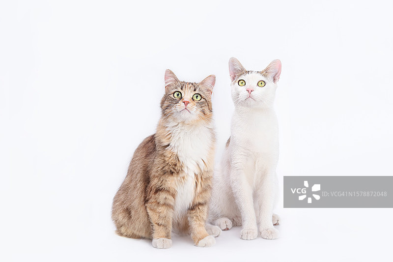 两只猫坐在白色背景上图片素材