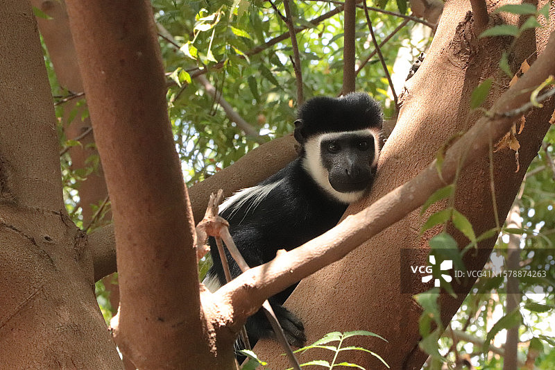 仰视角度拍摄的黑白疣猴在树上，肯尼亚图片素材