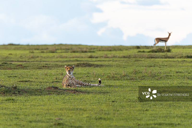 猎豹与瞪羚在草原上图片素材