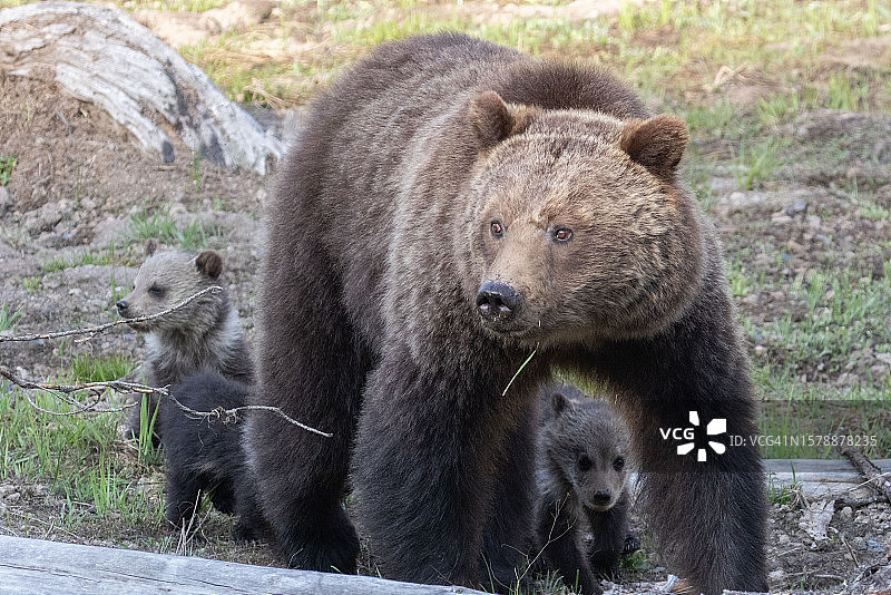 灰熊和两只幼崽站在美国怀俄明州的田野里图片素材