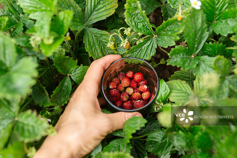 女人手拿一杯野生草莓，背景是绿叶图片素材